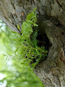 Tree opening plant wild growth