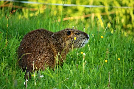 Animal mammal species of rodent