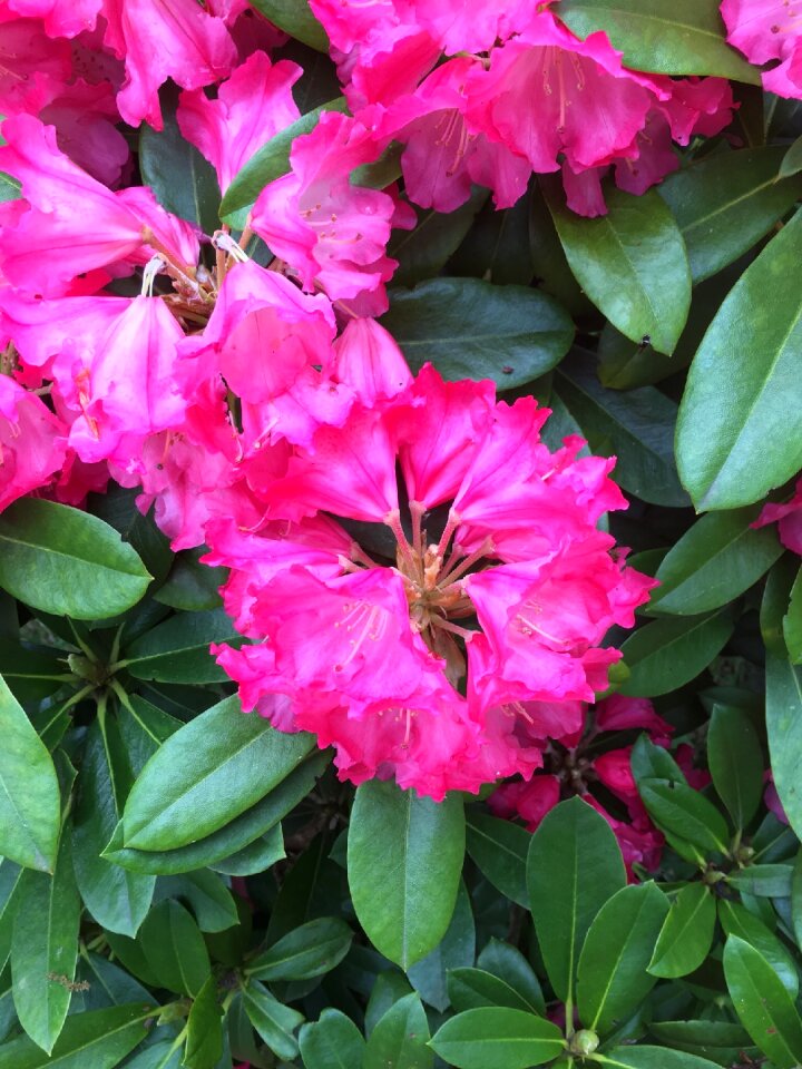 Pink flower nature