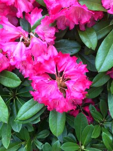 Pink flower nature