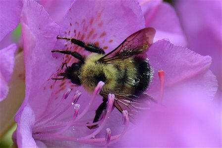 Nature bee plant photo