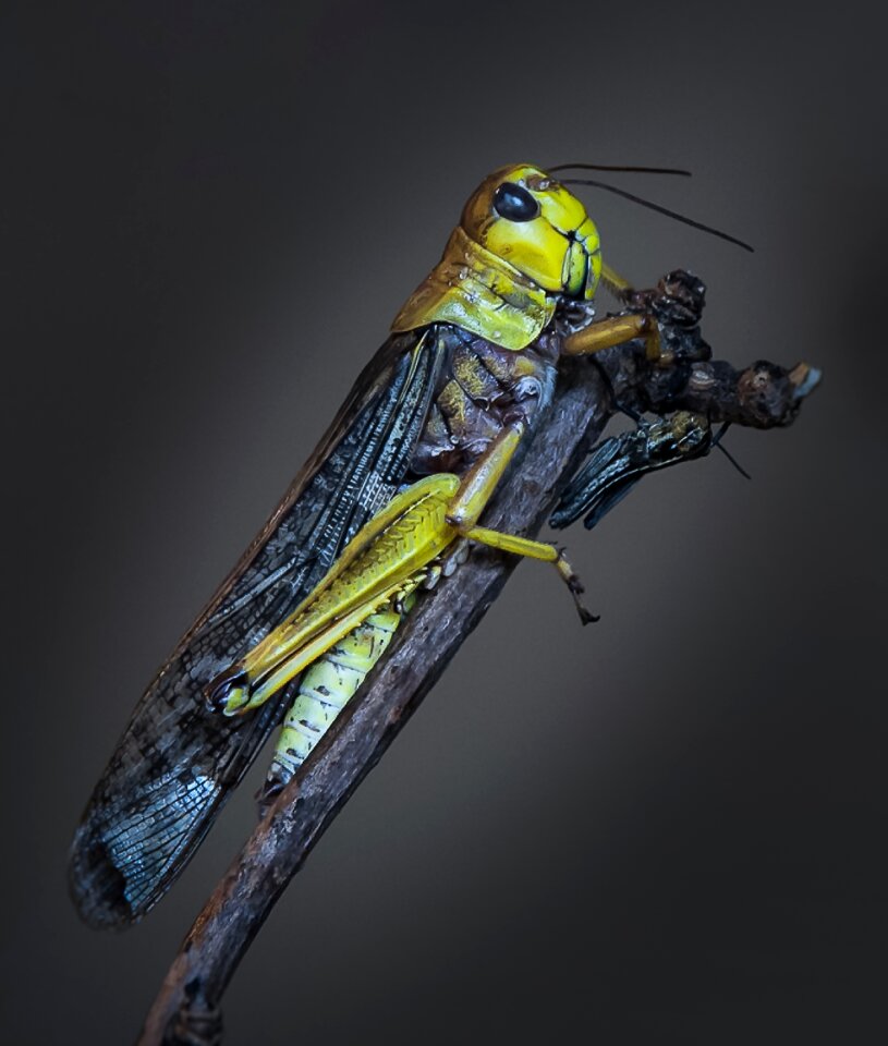 Insect small macro photography