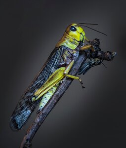 Insect small macro photography