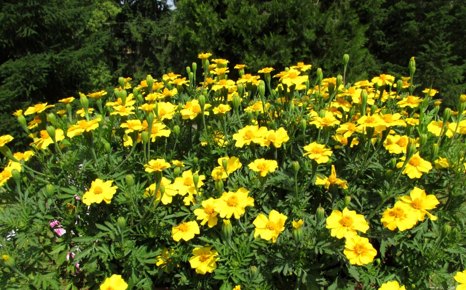 Marigold yellow green