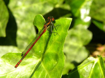 Spring macro wings