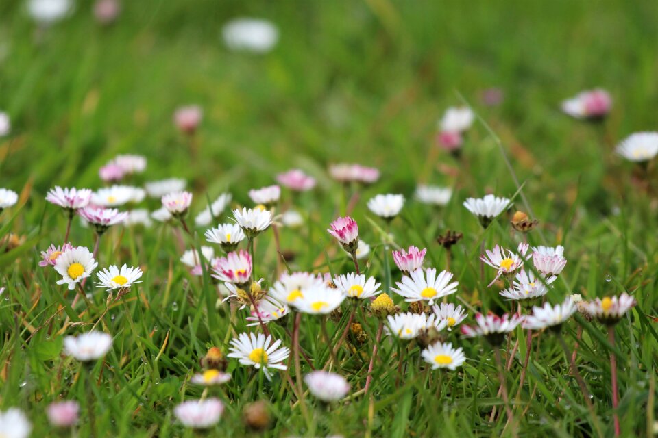 Rush flower meadow grass