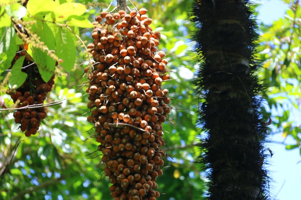Palm nature travel