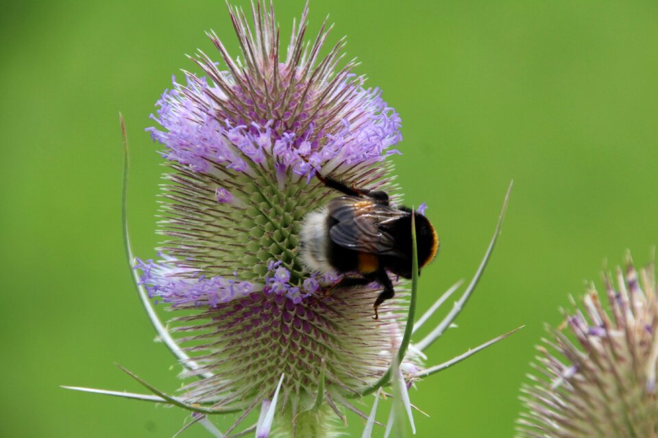 Wild flower meadow thistle flower photo