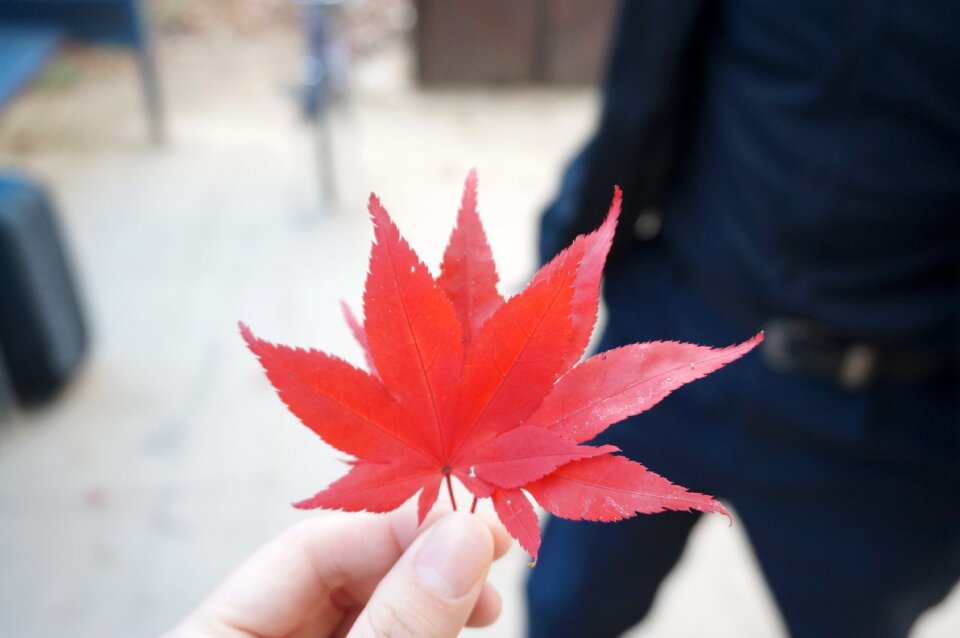 The leaves nature leaf