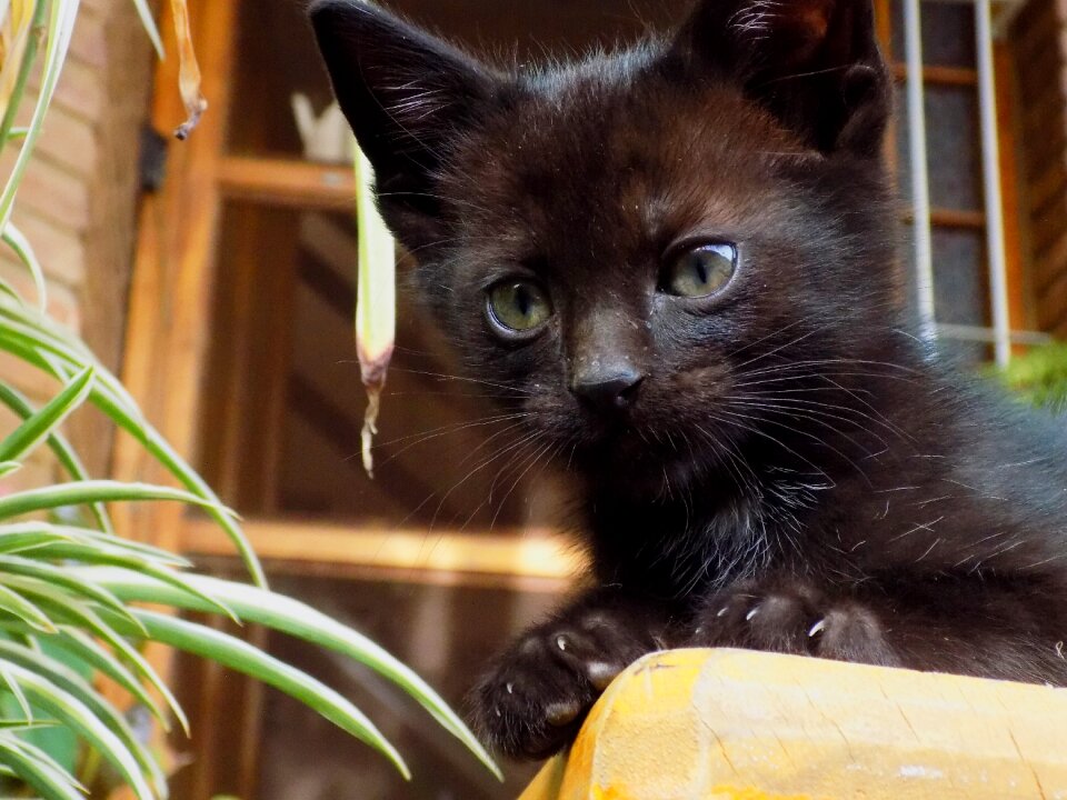 Pet kitten observing photo