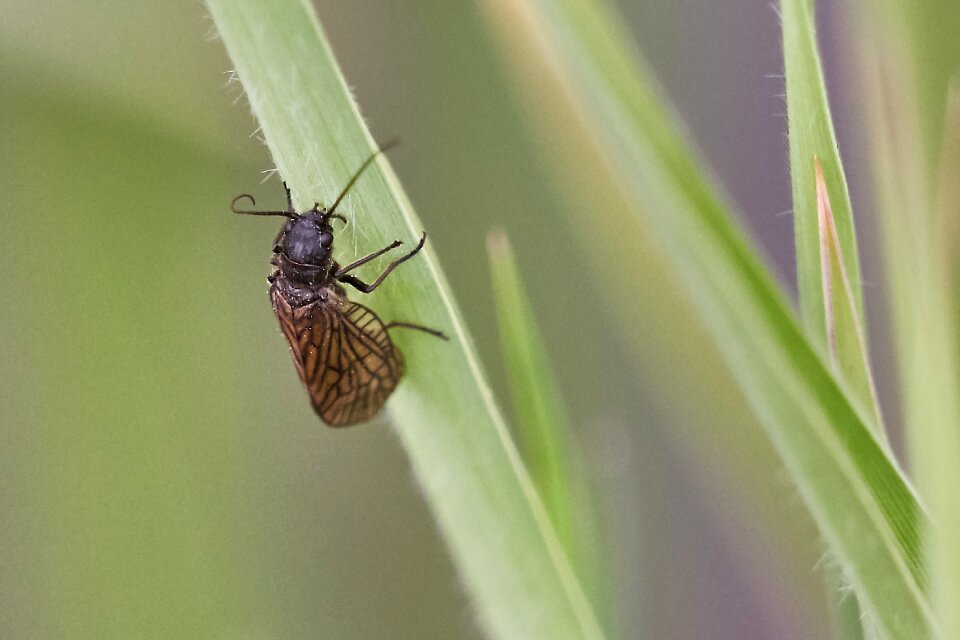 Insect nature macro