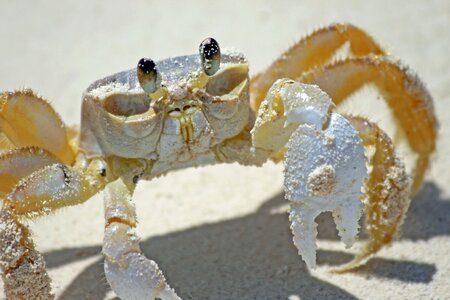 Bahamas cancer sea animals photo