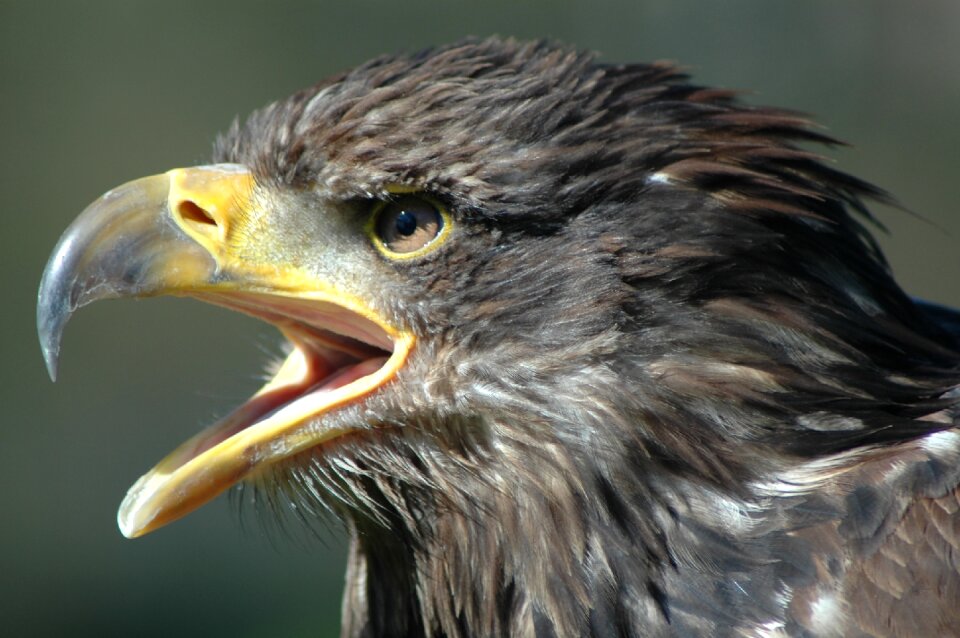 Eagle 2 raptor screaming