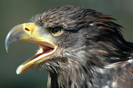 Eagle 2 raptor screaming photo