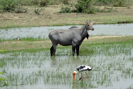 Blue bull boselaphus tragocamelus largest