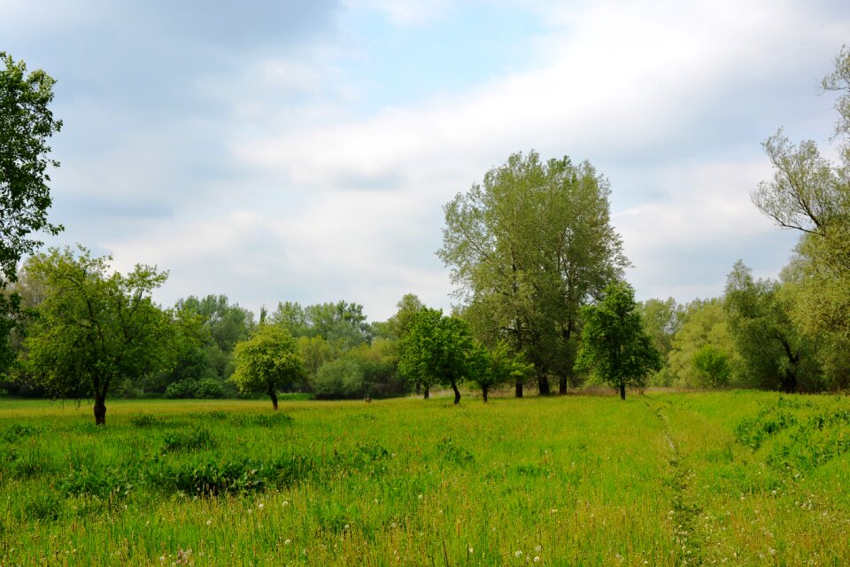 Grass green tree