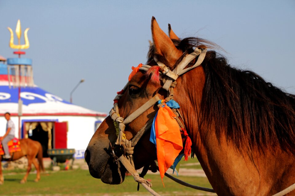 Prairie horse yurts