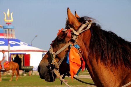 Prairie horse yurts photo