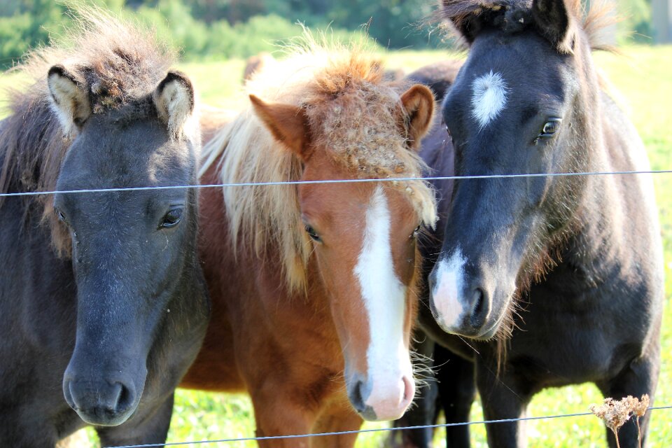 Horses horse head pferdeportrait
