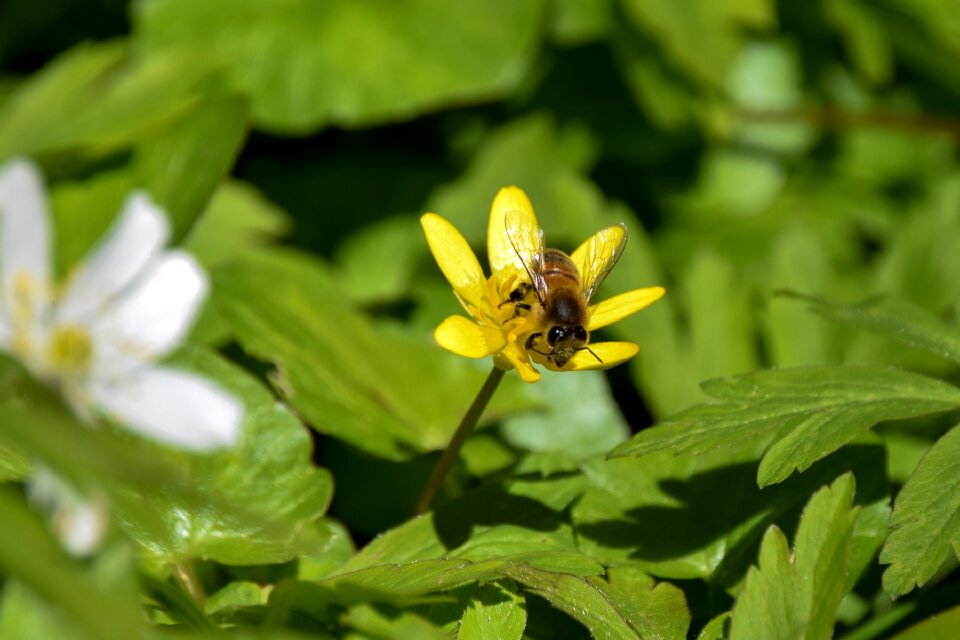 Flower spring plants