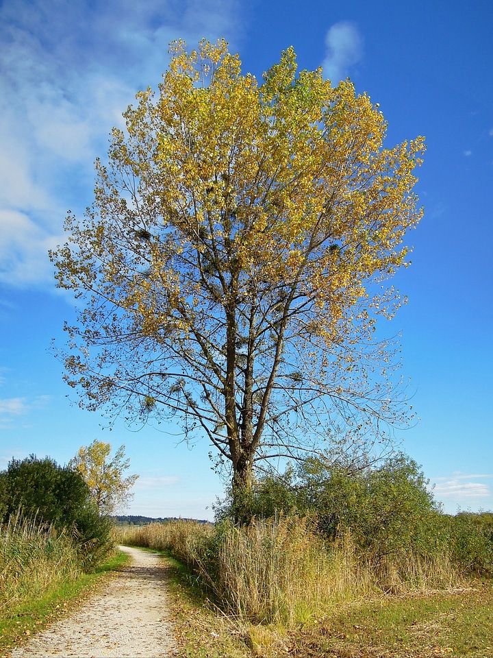 Leaves mistletoe blue