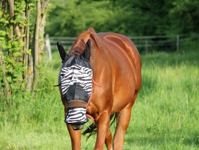 Head fly protection saddle horse coupling photo