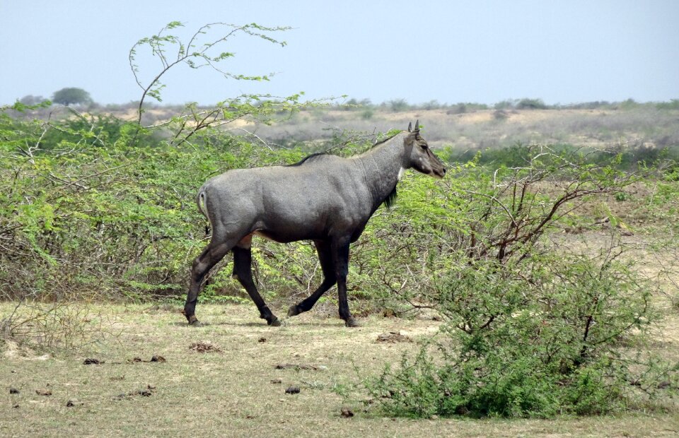 Wild blue bull boselaphus tragocamelus