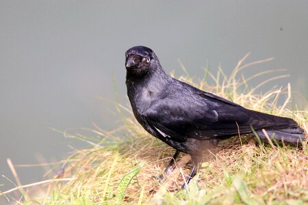 Animal nature crow photo