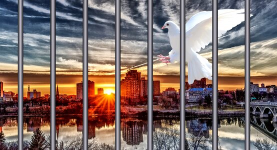 Dove of peace city sunset