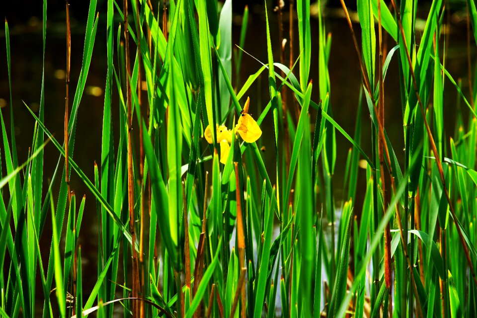 Blossom bloom yellow
