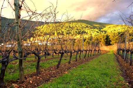 Winery grape wine