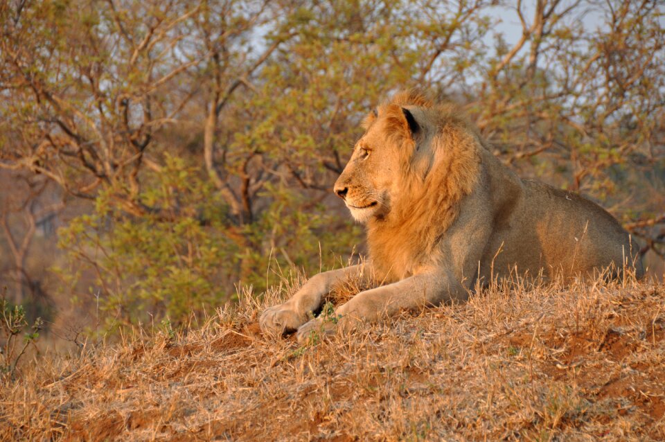 Animal wildlife wild