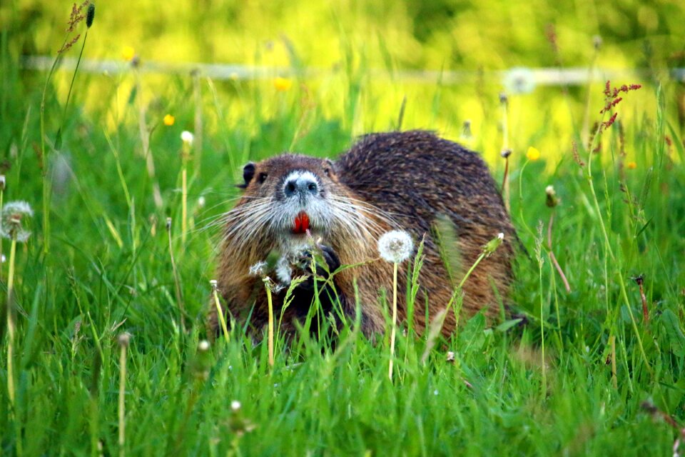 Species of rodent water rat coypu