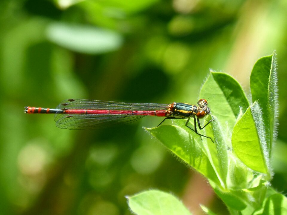 Flying insect pyrrhosoma nymphula wetland