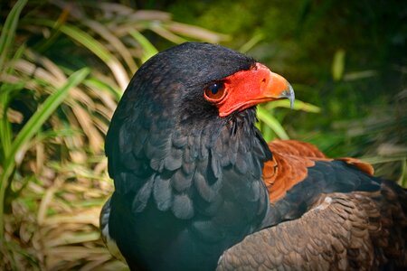 Bird raptor bird of prey photo