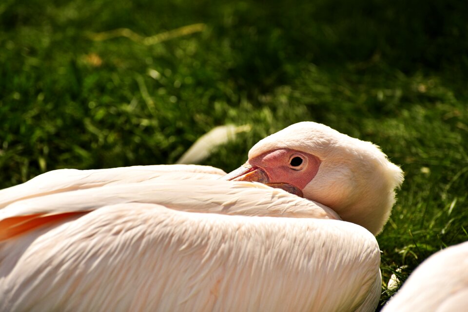 Water bird sleep rest