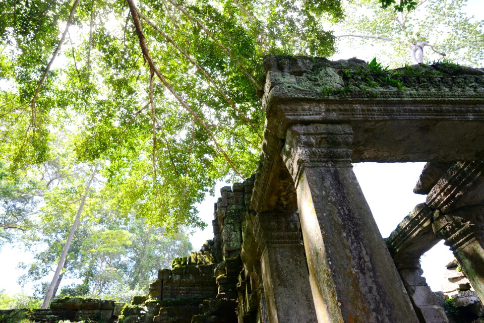 Siem reap temple the leaves