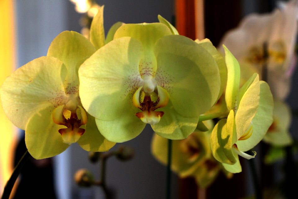 Flower phalaenopsis yellow flowers