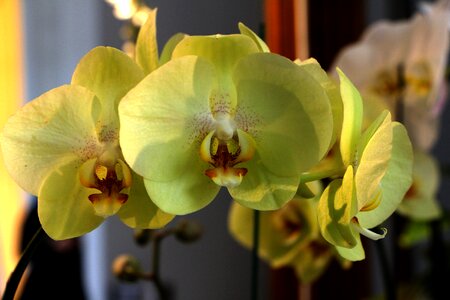 Flower phalaenopsis yellow flowers photo