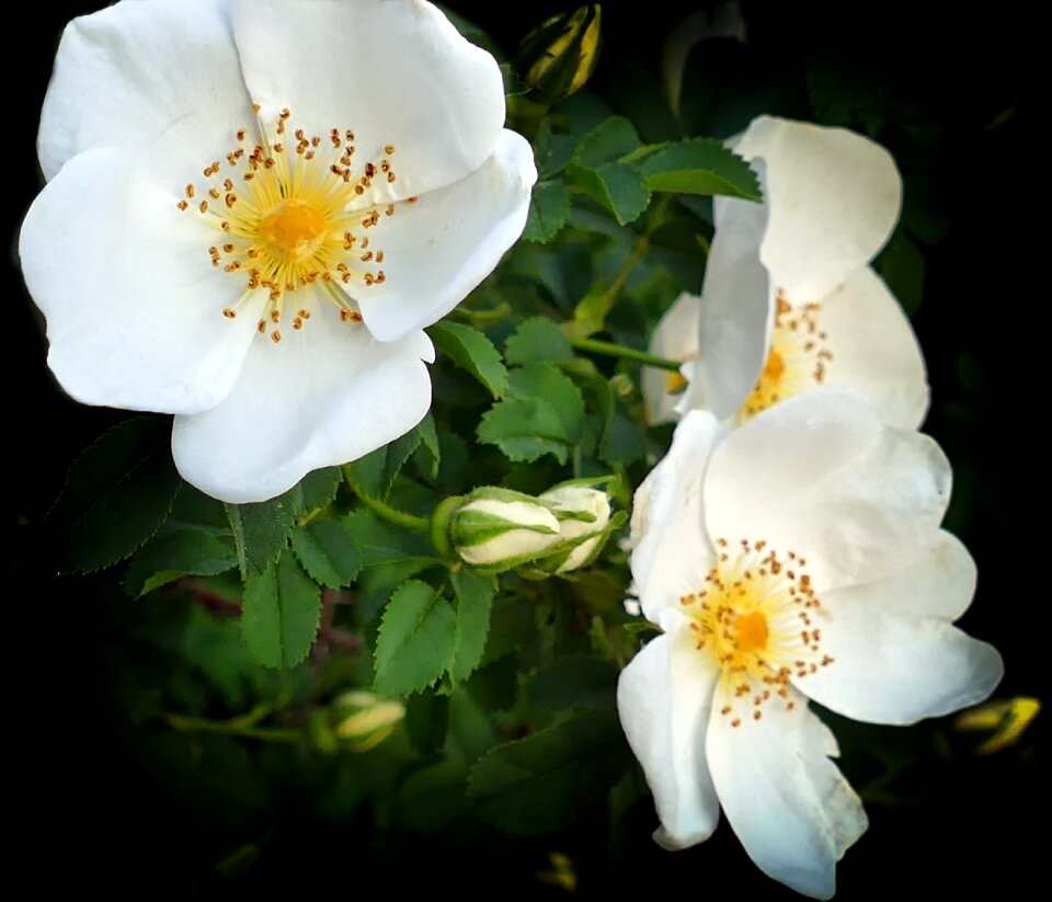 Flowers bud flower