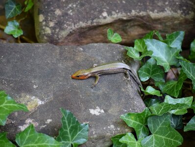 Animal colorful red photo