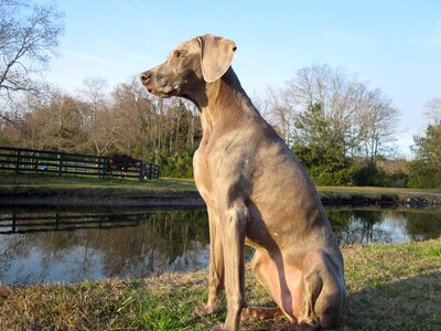 Weimaraner man's best friend photo