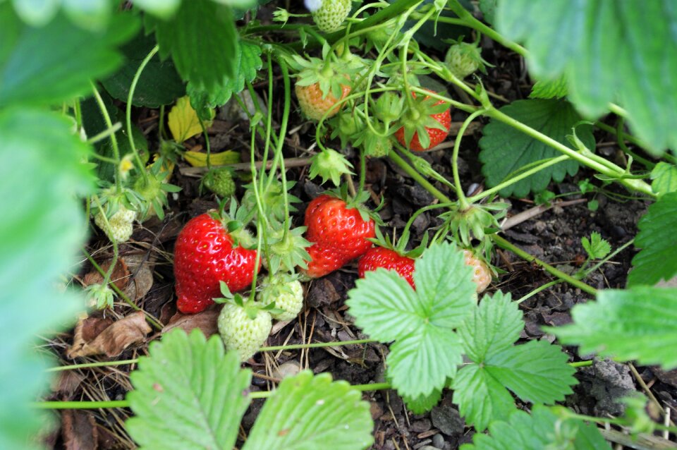 Delicious fruit harvest