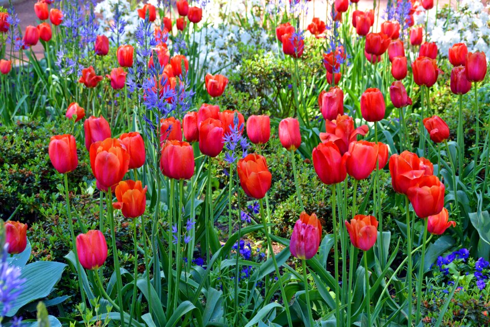 Spring nature cut flowers