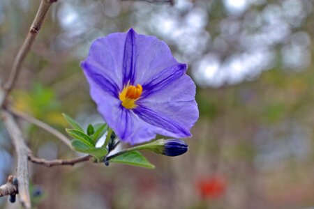 Lilac hibiscus nature flowers