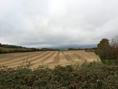 Field crop