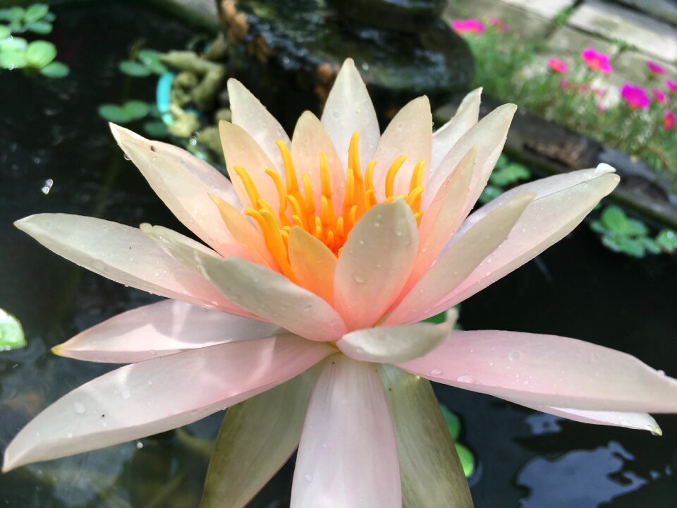 Nature botanical tropical