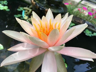 Nature botanical tropical