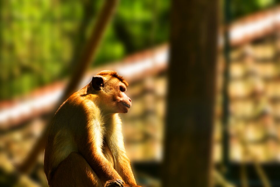Grid animal mammal