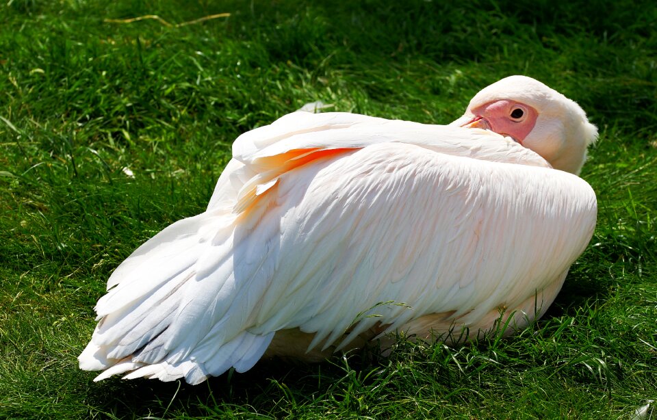 Bird nature animal world